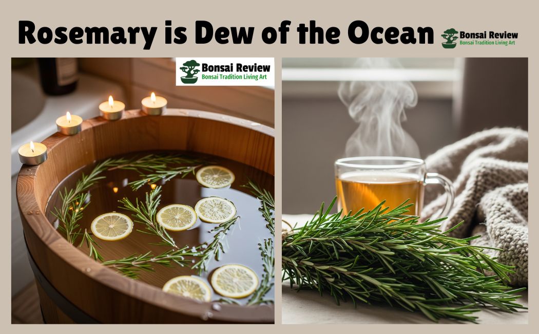 The Spiritual and Magical Uses of Rosemary You Should Know: Ancient Herb with bonsai review
