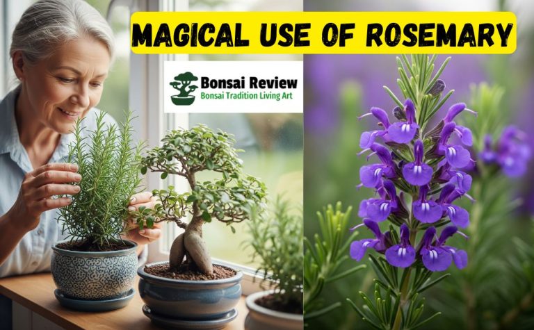 What is the Magical Use of Rosemary? and bonsai review