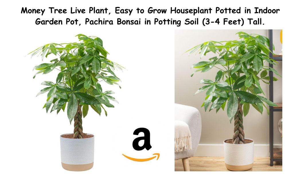 Money-Tree-or-Pachira-bonsai-tree 3-4 Feet Tall