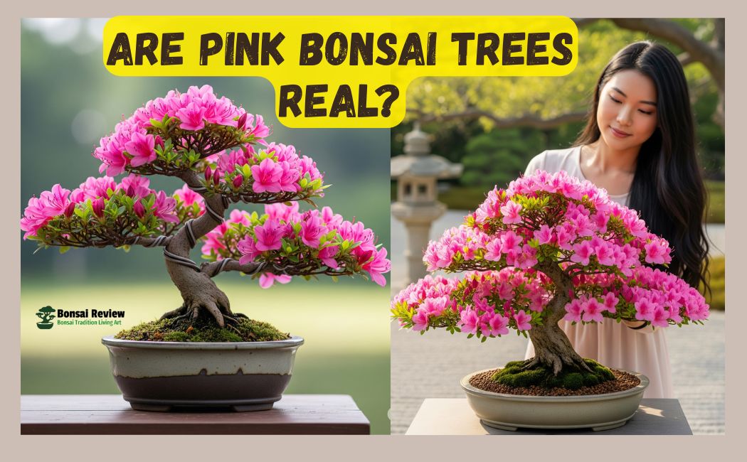 pink bonsai trees real or fake Get details with bonsai review
