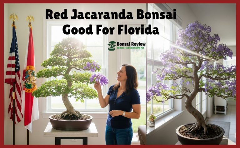 Red Jacaranda Bonsai in Florida, USA. with bonsai review