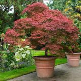 Red Japanese Maple (Outdoor)- Live Plant 2-3 feet Tall - Deep Red Leaves with bonsai review