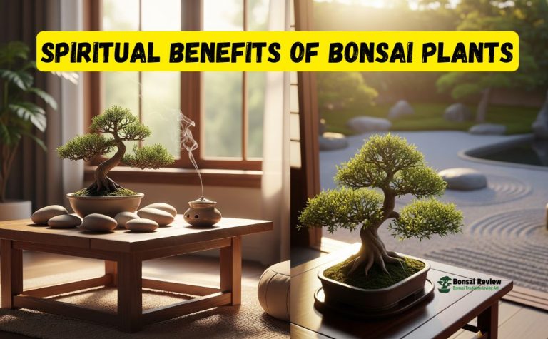Spiritual Benefits of Bonsai Plants with bonsai review