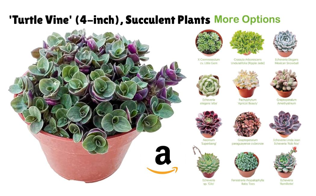 Turtle-Vine-4-inch-Succulent-Plants