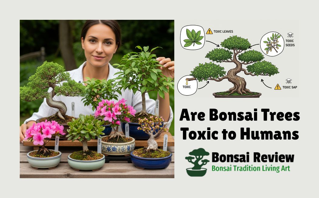 Are Bonsai Trees Toxic to Humans and pets for bonsai review support.