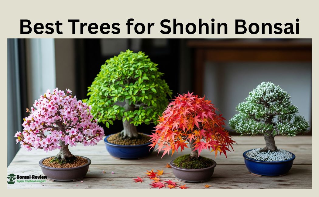 Best Trees for Shohin Bonsai: Choose indoor Bonsai Review