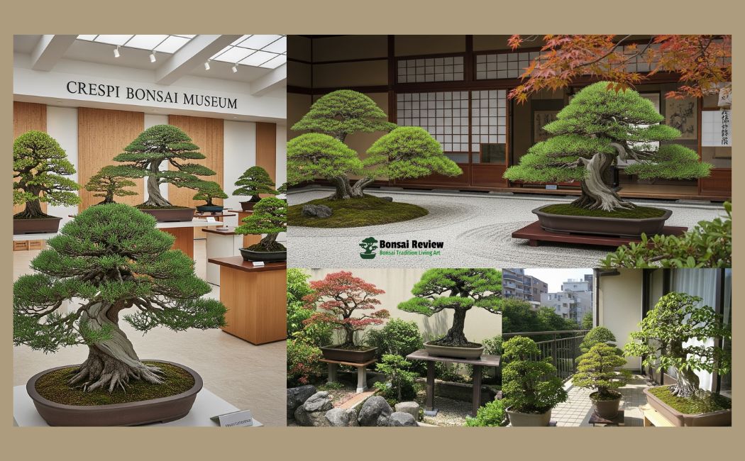 Bonsai Art for Spiritual Healing Environments display museum and exhibition with bonsai review