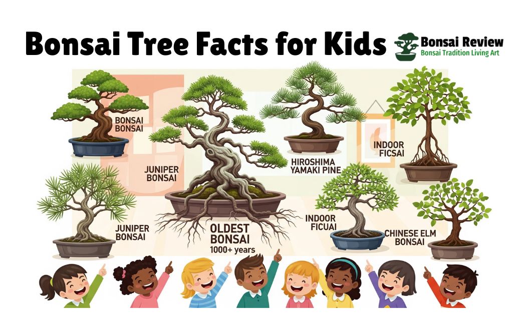 Bonsai Tree Facts for Kids with bonsai review