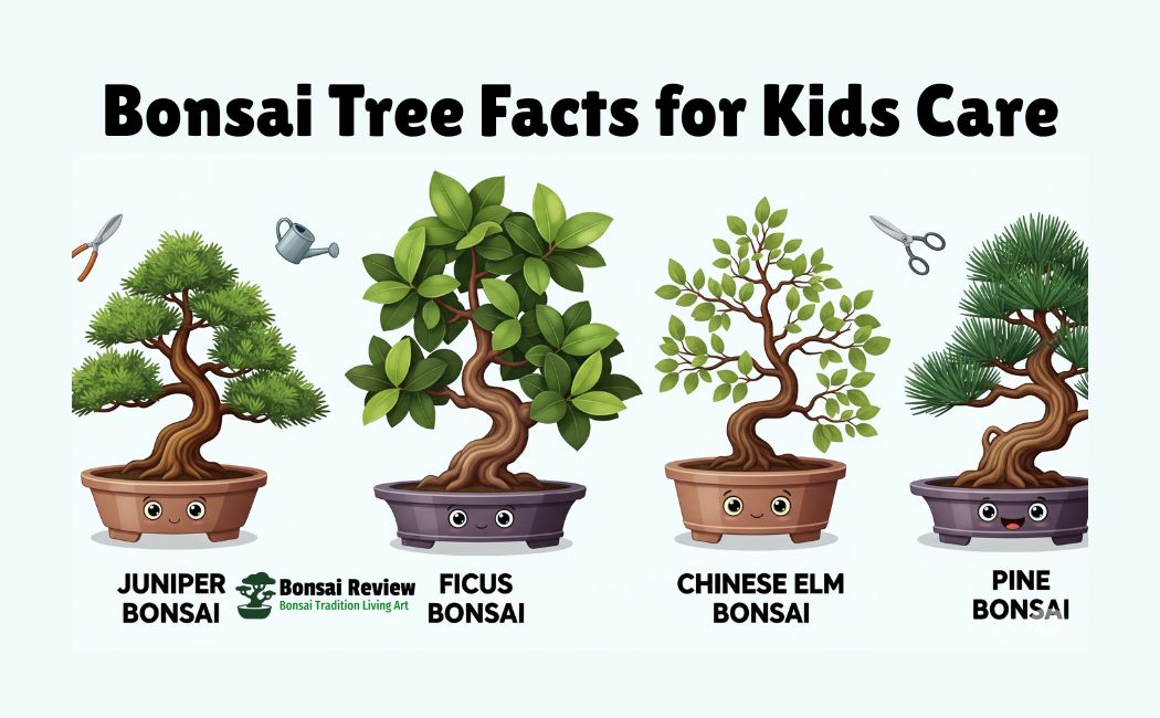 Bonsai Tree Facts for Kids in the USA with Bonsai Review