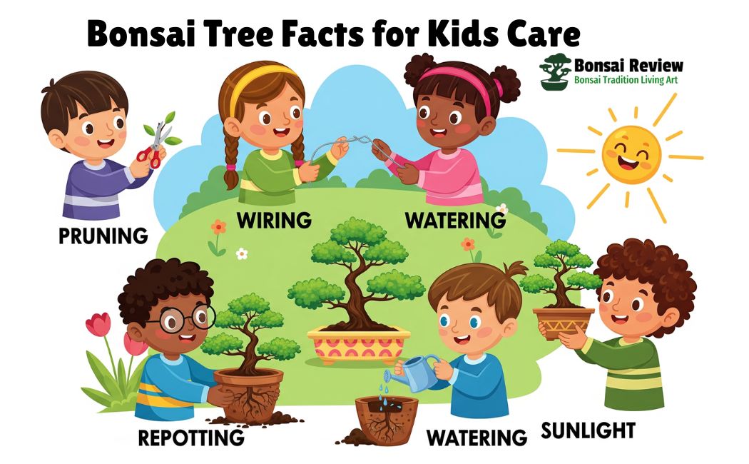 Bonsai Tree Facts for Kids and Care with Bonsai Review