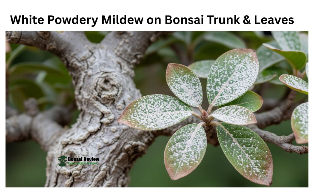 Common Bonsai Tree Diseases and Prevention with bonsai review