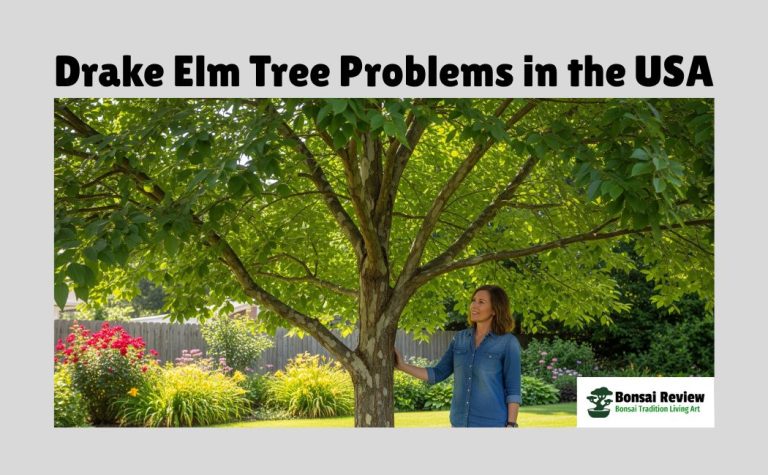 Drake Elm Tree Problems in the USA outdoor plant with bonsai review