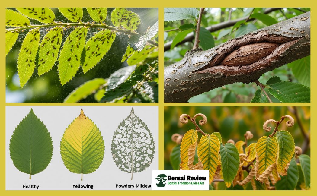 Drake Elm Tree Problems in the USA. Bonsai Review