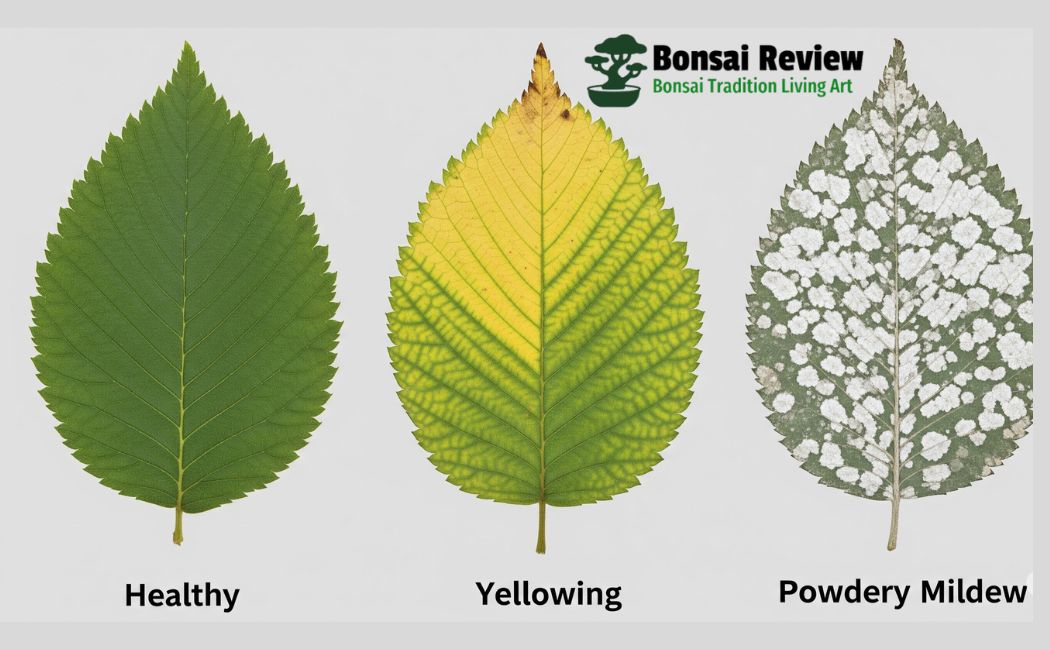 Drake Elm Tree Problems in the USA solutions with bonsai review