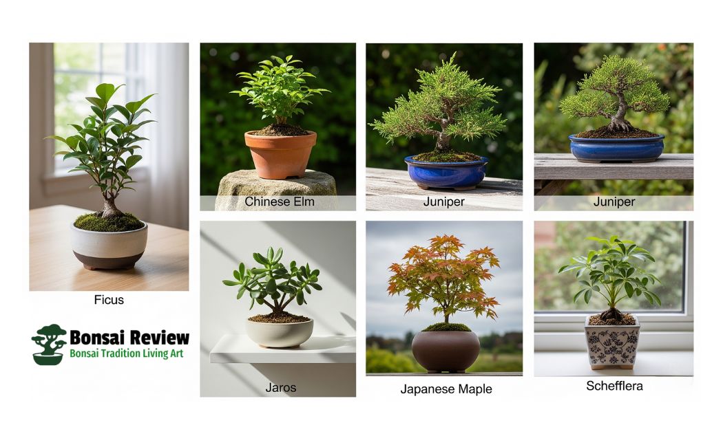 Easiest Bonsai Beginners dwarf indoor plant lovers support with bonsai review