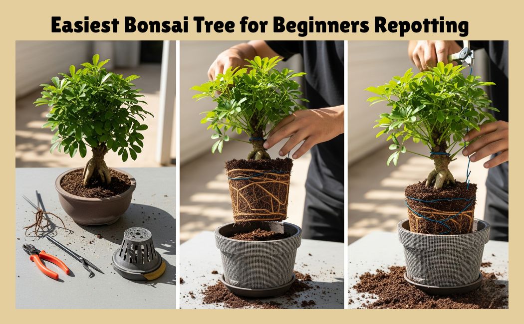 Easiest Bonsai Beginners for repotting with bonsai review