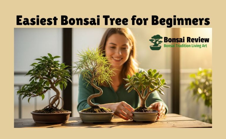 Easiest Bonsai Beginners with bonsai review