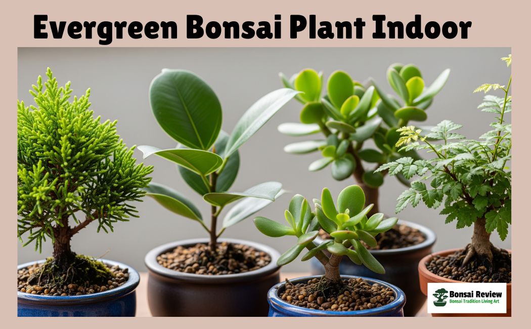 Evergreen Bonsai Plants indoor best for support with Bonsai Review