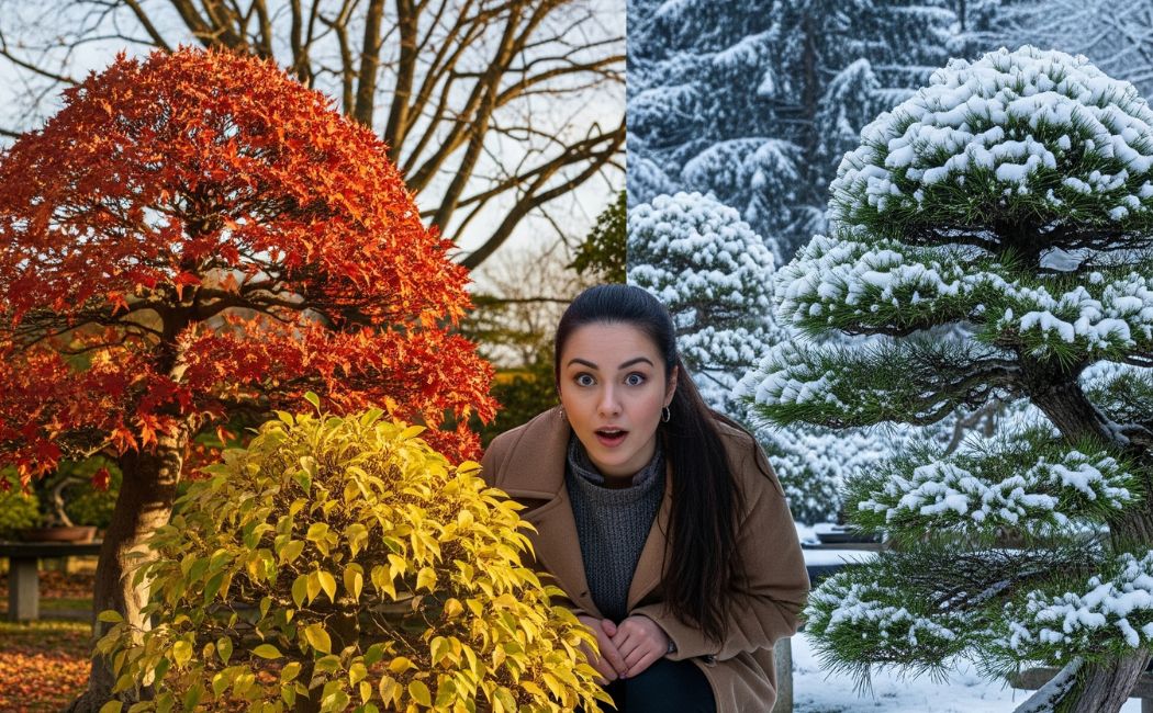 Evergreen Bonsai Plants all sessions care indoor and outdoor with bonsai review