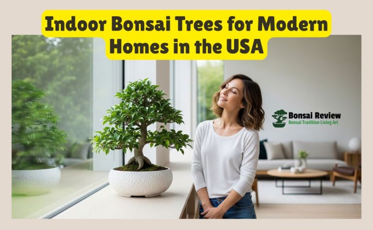 Bonsai Indoor Tree for Modern Homes in the United States by Bonsai Review
