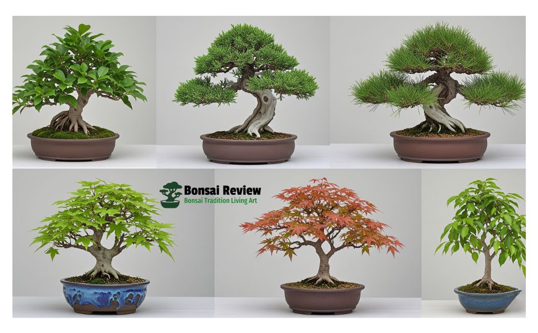 oldest bonsai tree indoor plants with Bonsai review