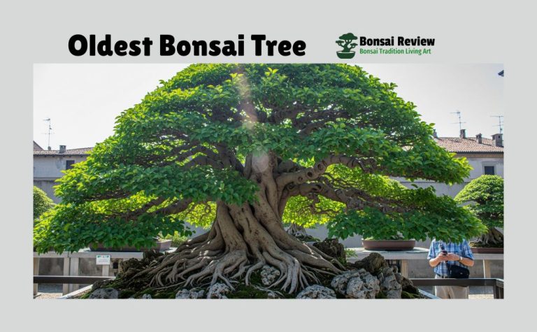 Oldest Bonsai tree with bonsai review