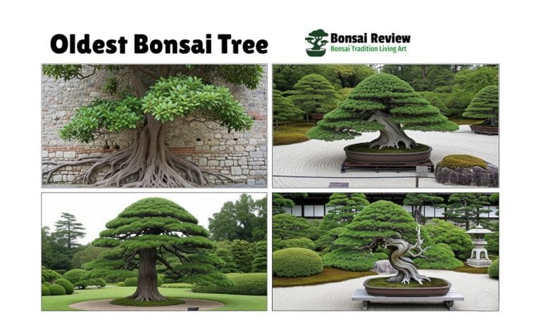Oldest Bonsai Tree: 1,000-Year-Old Ficus, Million-$ Ancient!
