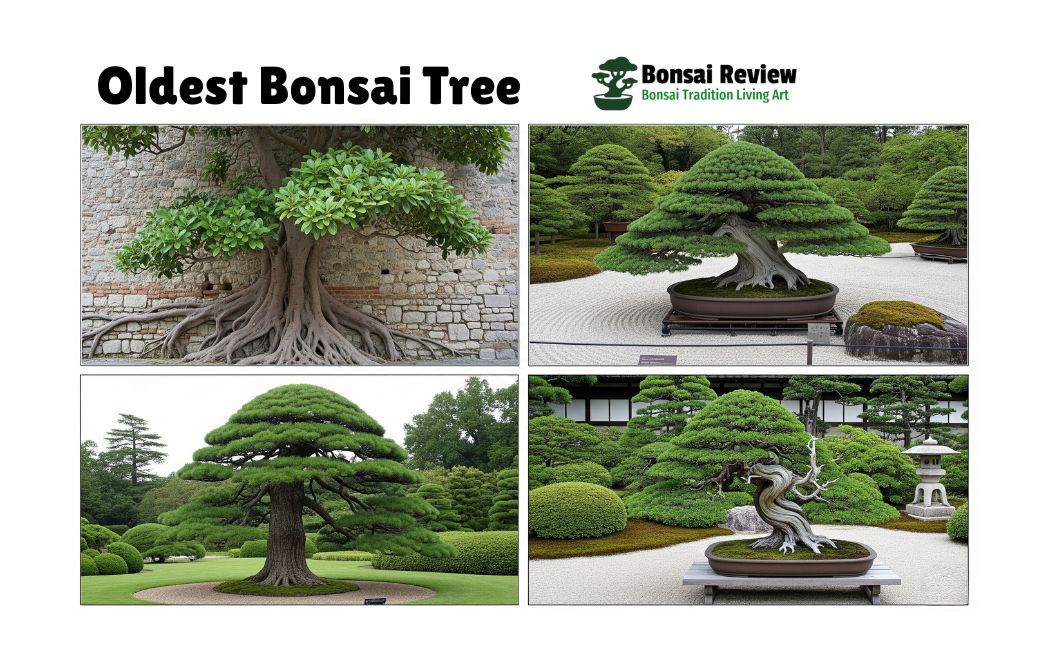 oldest bonsai tree with bonsai review