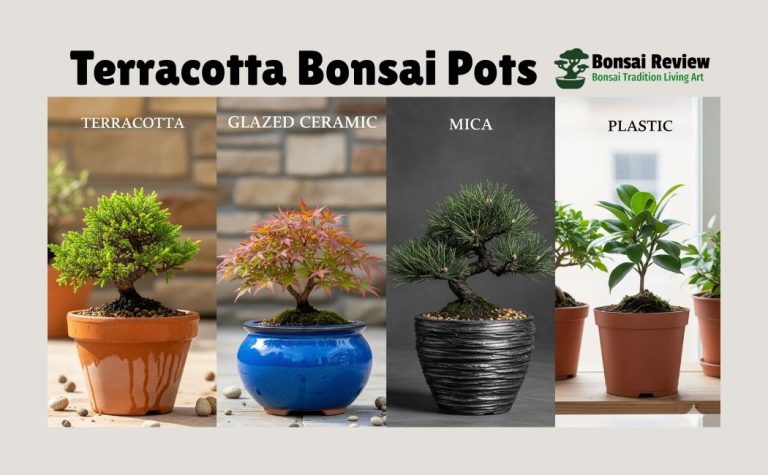 Terracotta bonsai pots in the United States and world wide with a bonsai review