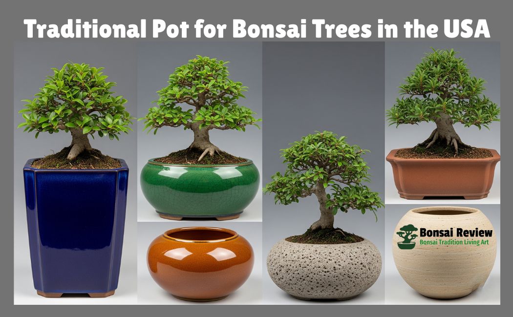 Traditional Bonsai Pots USA: Materials, Shapes & Care Tips
with bonsai review