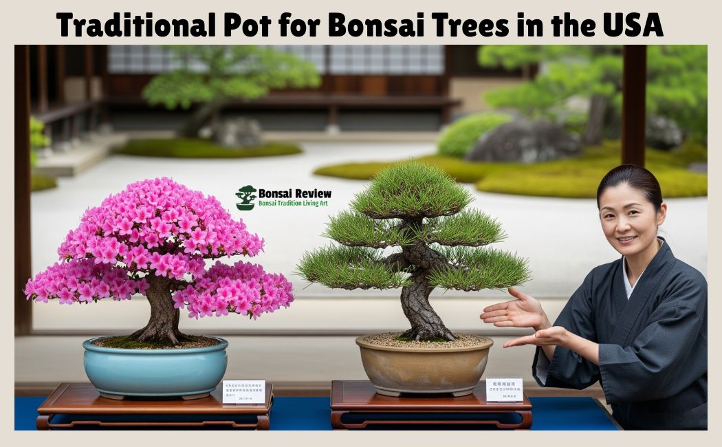 Traditional Bonsai Pots USA and bonsai review