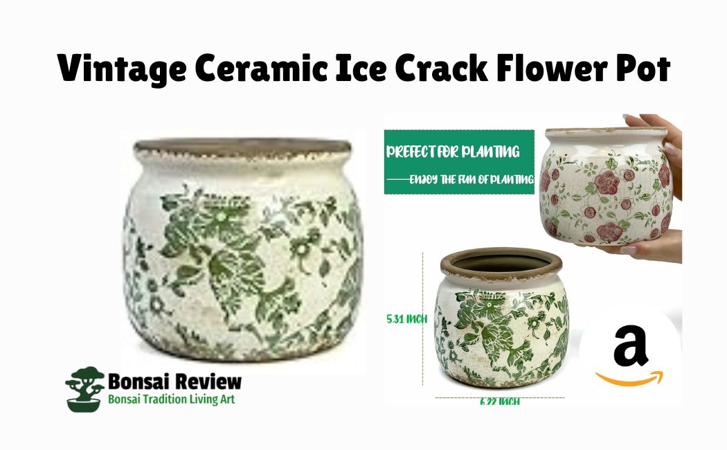 Vintage Ceramic Ice Crack Flower Pots with bonsai review
Vintage Ceramic Ice Crack Flower Pot with Drainage Holes, Country Rustic Planters for Indoor and Outdoor, Tuscan Decor, Home, Living Room, Garden Decor, Gardening Gift (Country)
https://amzn.to/3JffAHc