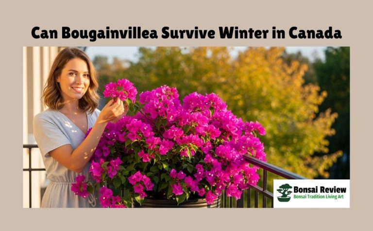 Can Bougainvillea Survive Winter in Canadian Weather?