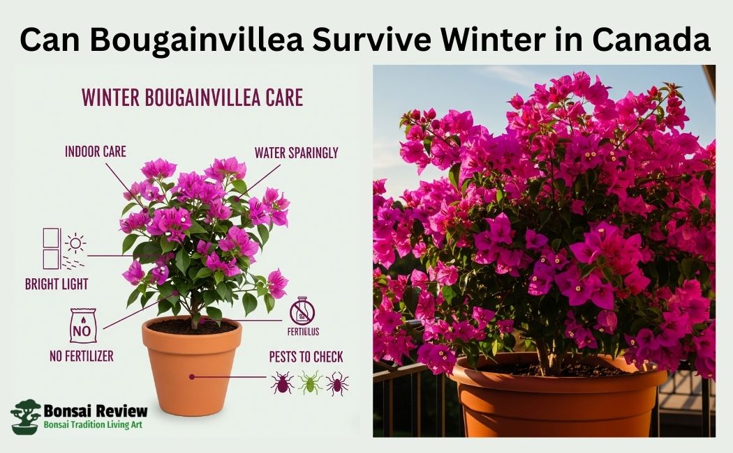 Can Bougainvillea Survive Winter in Canada?
