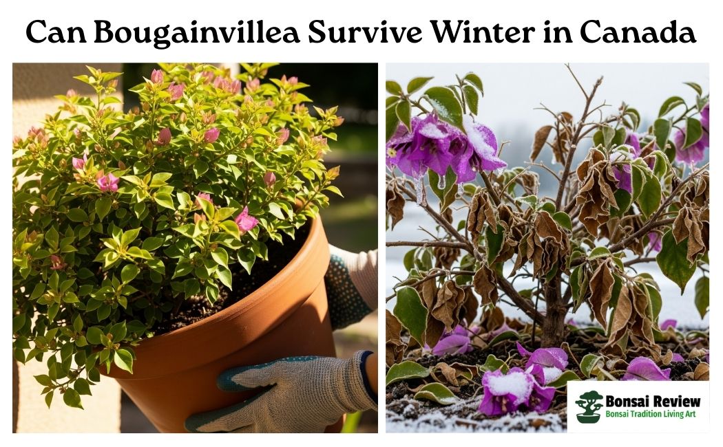 Can Bougainvillea Survive Winter in Canada?
