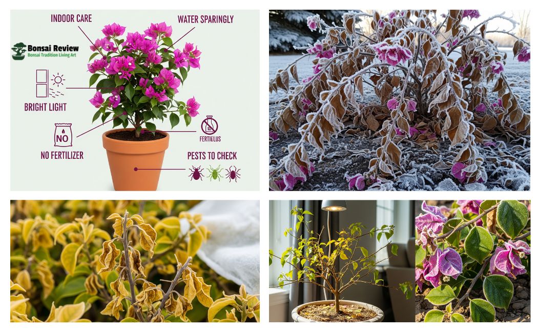 Can Bougainvillea Survive Winter in Canada?
