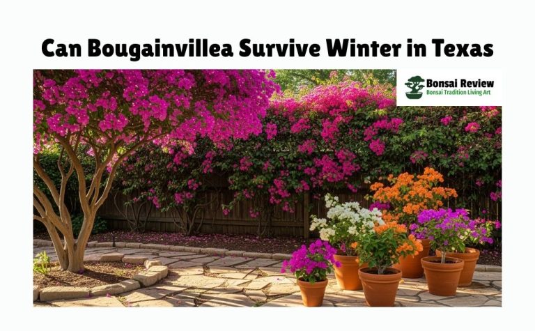 Can Bougainvillea Survive Winter in Texas, USA with Bonsai Review