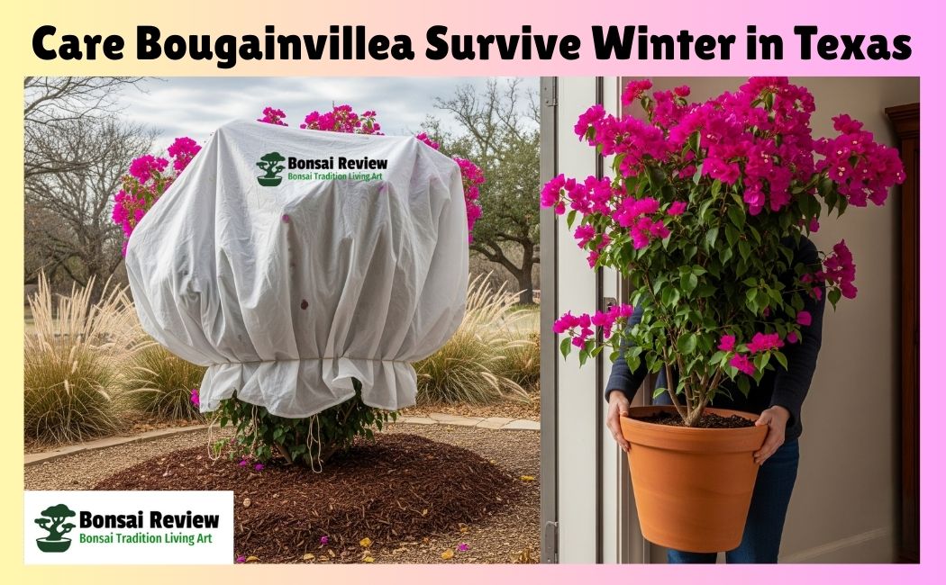 Can Bougainvillea Survive Winter in Texas usa
