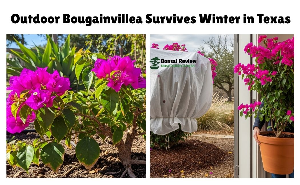 Can Bougainvillea Survive Winter in Texas, USA?