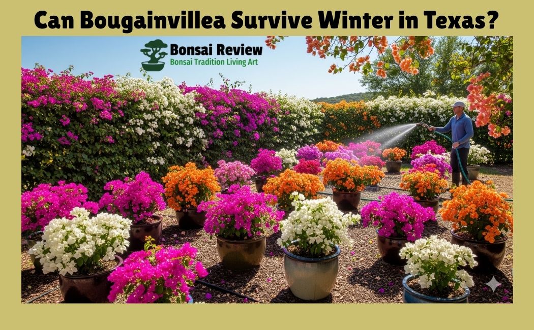 Can Bougainvillea Survive Winter in Texas, USA with Bonsai Review