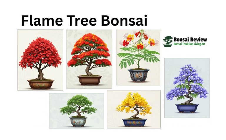 Flame Tree bonsai from seed care with bonsai review