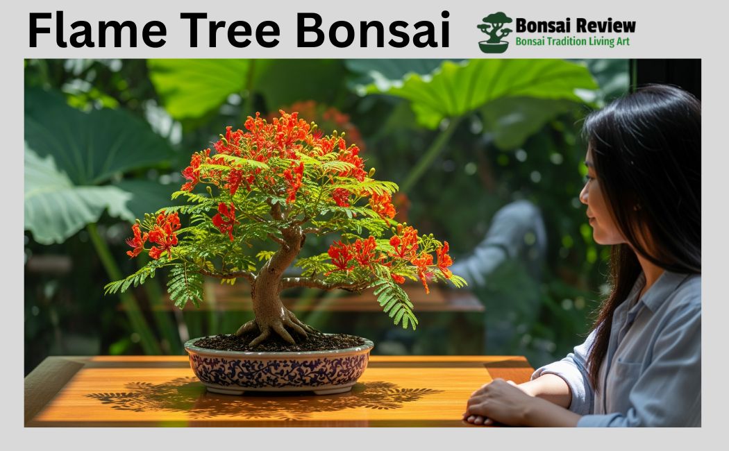 Flame Tree bonsai from seed indoors