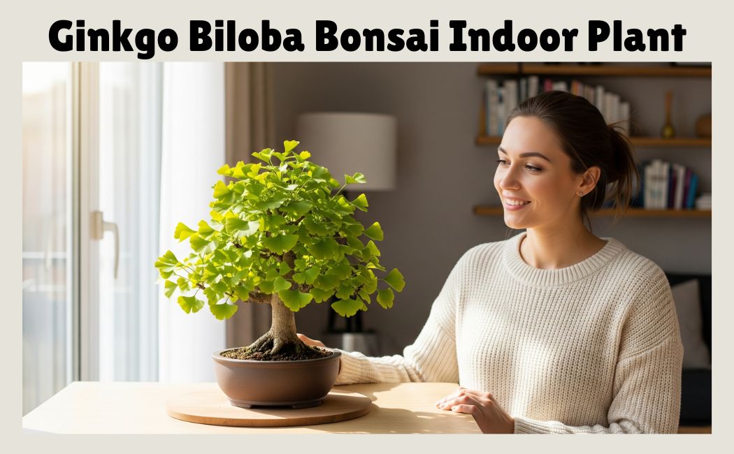 Ginkgo Biloba Bonsai Pros and Cons
indoor plant with bonsai review