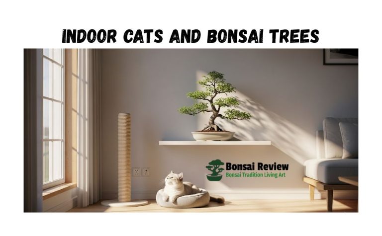Indoor Cats and Bonsai Trees