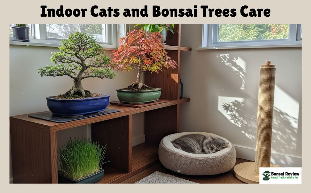 Indoor Cats and Bonsai Trees care for pets