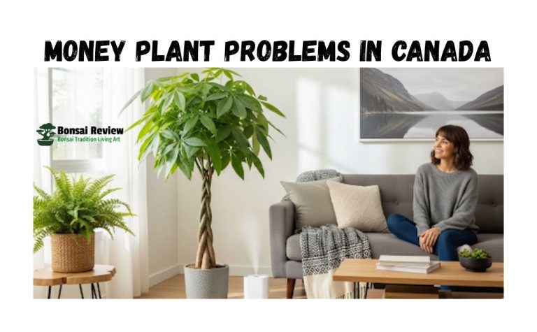Money Plant Problems in Canada, indoor winter with bonsai review