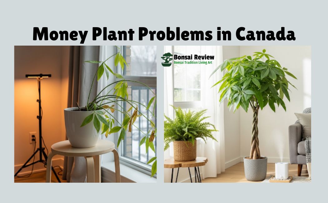 Money Plant Problems in Canada
