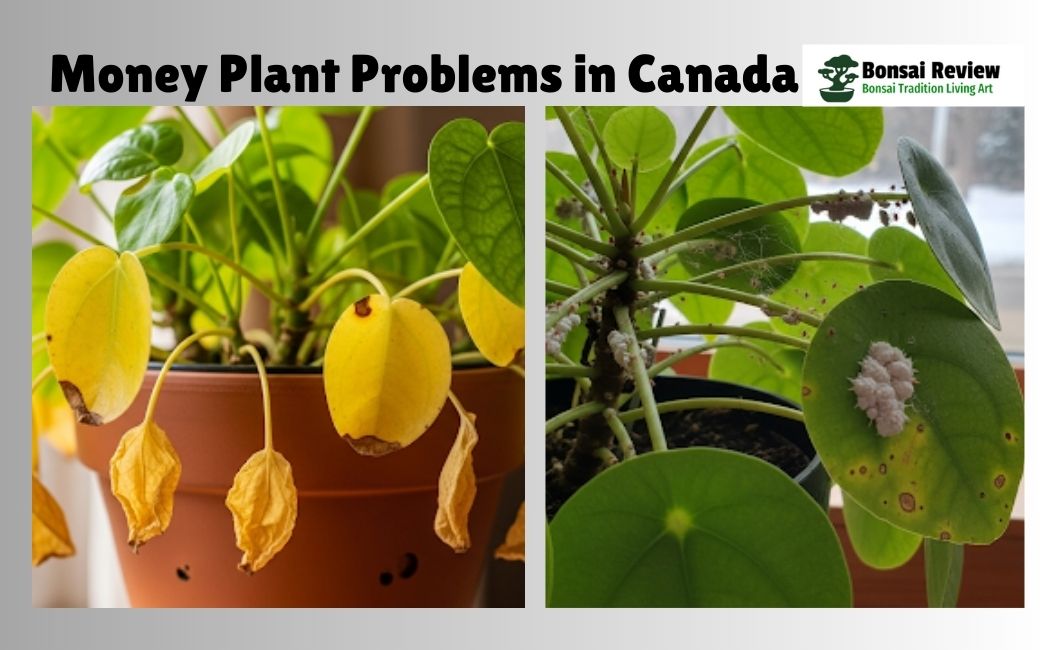 Money Plant Problems in Canada: Winter Stress with Bonsai Review