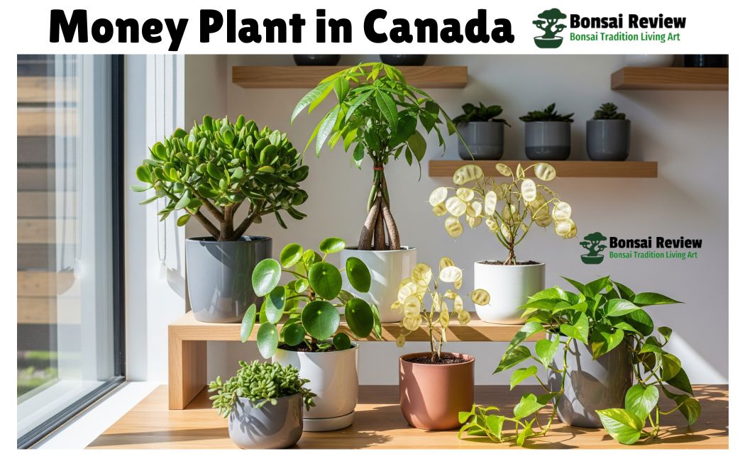 Money Plant in Canada indoors with Bonsai review