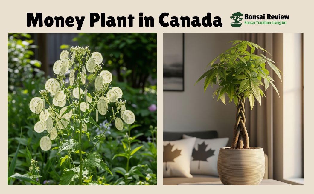 Money Plant in Canada indoor or outdoor with bonsai review